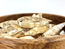 Mother Of Pearl Shell Beads Sku#M664