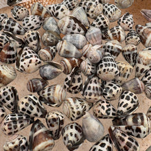 LARGE Polished Hebrew Seashells.