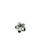 Flower Mother Of Pearl, SKU#M4539