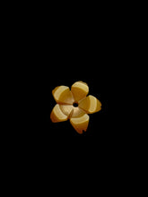 Yellow Mother Of Pearl Flower, SKU#M4538