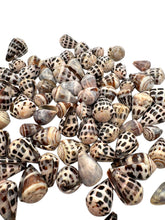 LARGE Polished Hebrew Seashells.