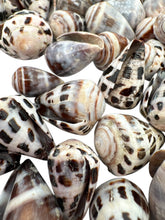 LARGE Polished Hebrew Seashells.