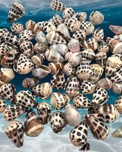 LARGE Polished Hebrew Seashells.