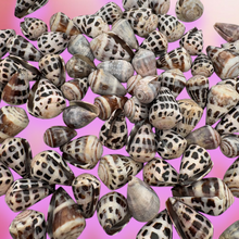 LARGE Polished Hebrew Seashells.
