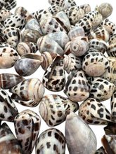 LARGE Polished Hebrew Seashells.