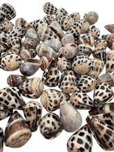 LARGE Polished Hebrew Seashells.