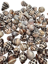 LARGE Polished Hebrew Seashells.