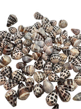 LARGE Polished Hebrew Seashells.