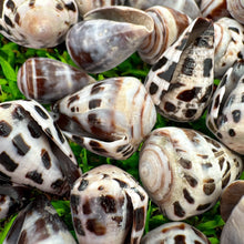 LARGE Polished Hebrew Seashells.