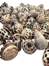 LARGE Polished Hebrew Seashells.