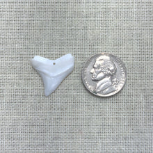 Shark Tooth, Mother Of Pearl, M4457