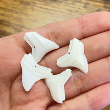 Shark Tooth, Mother Of Pearl, M4457