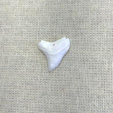 Shark Tooth, Mother Of Pearl, M4457