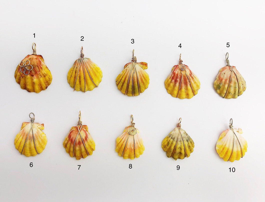 Sunrise Shell Wire Wrapped Pendants from Hawaii - Natural Color - Sunrise Shells - Sunnies (390 No. 1-10)