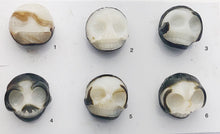 Carved Skull with Flower Tahitian Pearl 13mm (758)