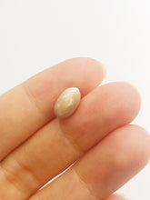 Conch Pearl Loose 11.35mm x 6.44mm No. 28