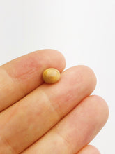 Conch Pearl Loose 7.38mm x 5.65mm No. 23