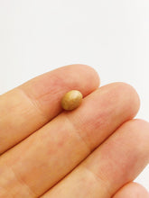 Conch Pearl Loose 7.38mm x 5.65mm No. 23