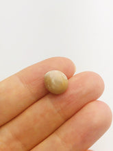 Conch Pearl Loose 11.35mm x 6.44mm No. 28