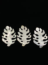 Multicolor Monstera, Mother of Pearl, Tahiti Mother of Pearl, MOP  #2