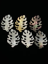 Multicolor Monstera, Mother of Pearl, Tahiti Mother of Pearl, MOP  #2