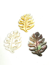 Multicolor Monstera, Mother of Pearl, Tahiti Mother of Pearl, MOP  #2