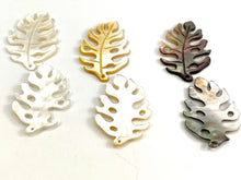 Multicolor Monstera, Mother of Pearl, Tahiti Mother of Pearl, MOP  #2