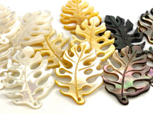 Multicolor Monstera, Mother of Pearl, Tahiti Mother of Pearl, MOP  #2