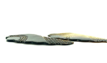 Mother Of Pearl Shell, Sku#M211