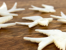 Mother Of Pearl Bird Shell, Sku#M175