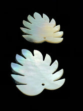 Black Tahitian Mother Of Pearl Monstera Sku#M299