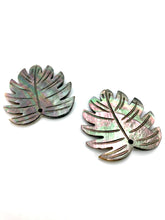 Black Tahitian Mother Of Pearl Monstera Sku#M299