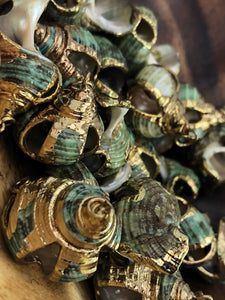Mother Of Pearl Shell Sku#M666