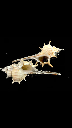 Mother Of Pearl Shell Sku#M662