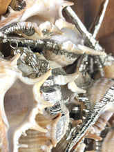 Mother Of Pearl Shell Sku#M662