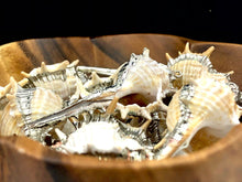 Mother Of Pearl Shell Sku#M662