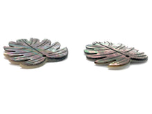 Black Tahitian Mother Of Pearl Monstera Sku#M299