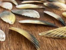 Black Tahitian Mother Of Pearl Wings Sku#M259