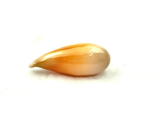 Cassis Species