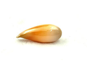 Cassis Species