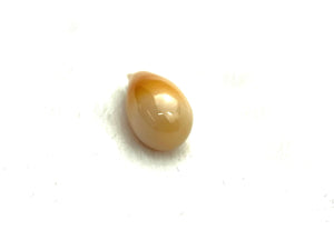 Cassis Species