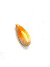 Cassis Species