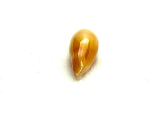 Cassis Species
