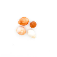 Cassis pearl, SKU#CP1