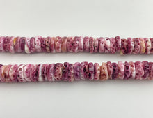 Queen Spiny Oyster Strand
