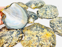 Beautiful oyster shells, SKU #OYST10